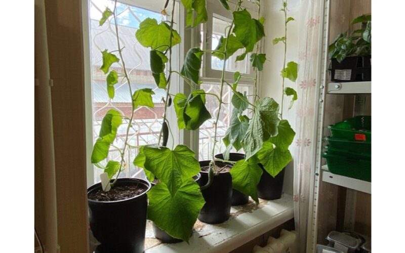 agurkai nesitempia palaistyti du kartus