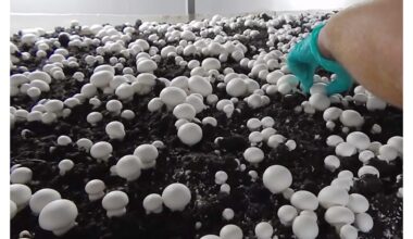 grybų auginimas namuose