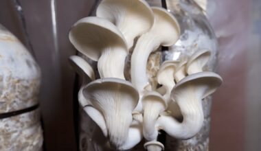 pjauta žolė grybai butelis