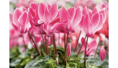 cyklamenų priežiūra namuose