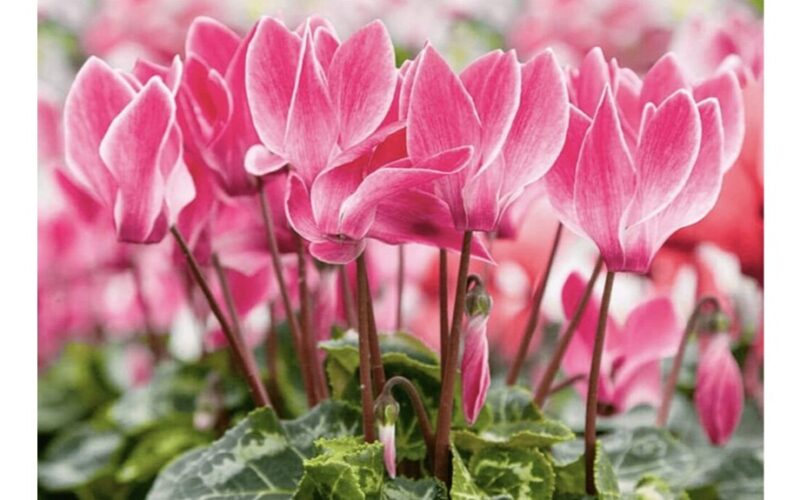 cyklamenų priežiūra namuose