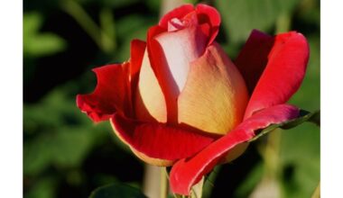 nepirkite, tai neišdygs