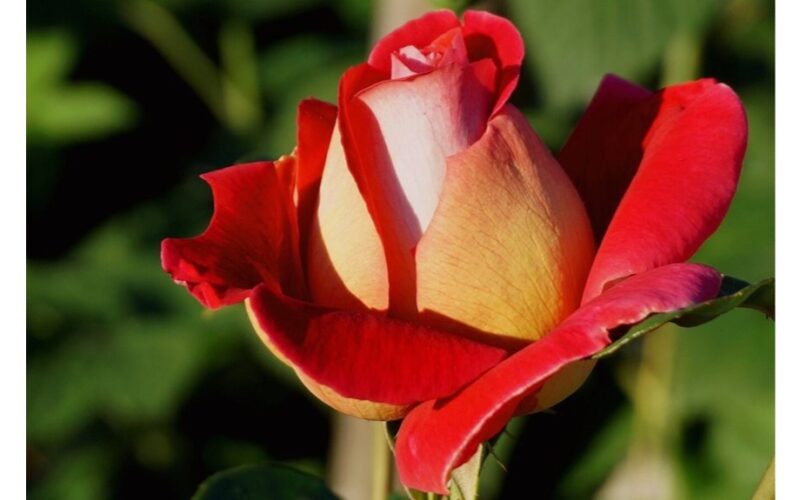 nepirkite, tai neišdygs