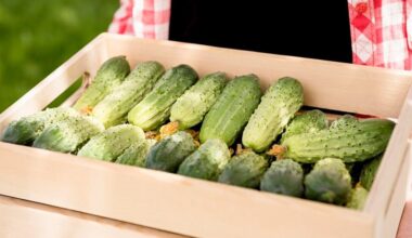 ankstyvi agurkai per 30–40 dienų