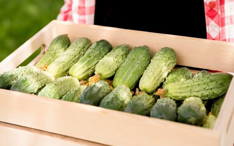 ankstyvi agurkai per 30–40 dienų