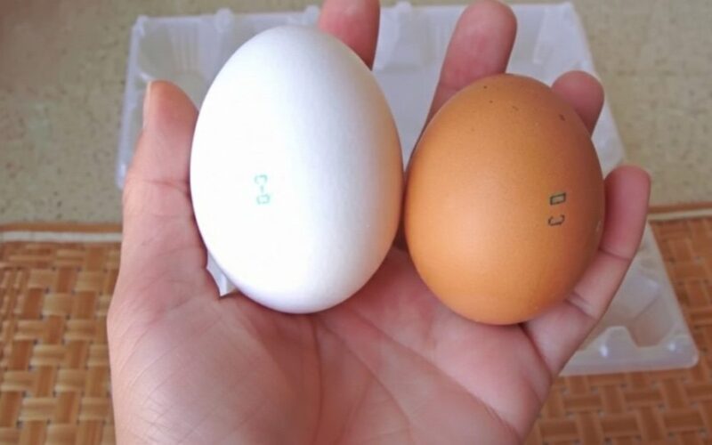 egg color doesn t matter nutrition