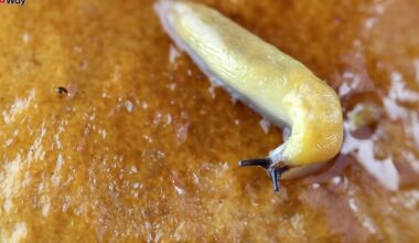 kiaušiniai kava pelenai šliužai pabaiga