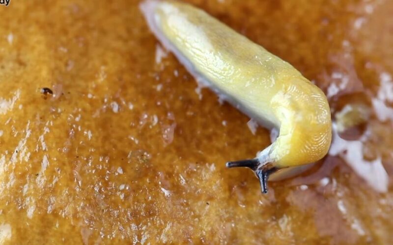 kiaušiniai kava pelenai šliužai pabaiga