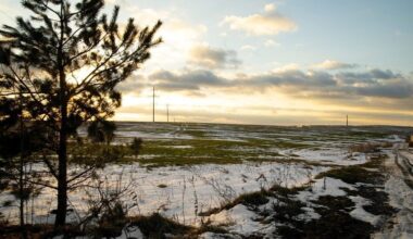 patyręs agronomas s sausio šėrimas