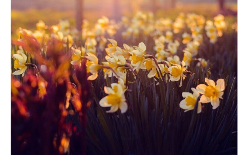 maitinant narcizus vėlų žiemą