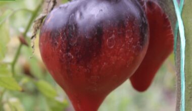 įkrito už juodą pomidorą