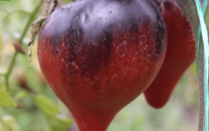 įkrito už juodą pomidorą