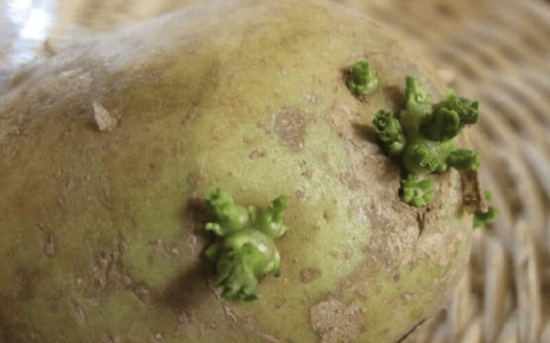 Trąšų išdėstymas sodinant bulves