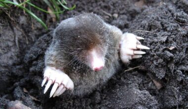 pamirštos cheminės medžiagos moliai ore