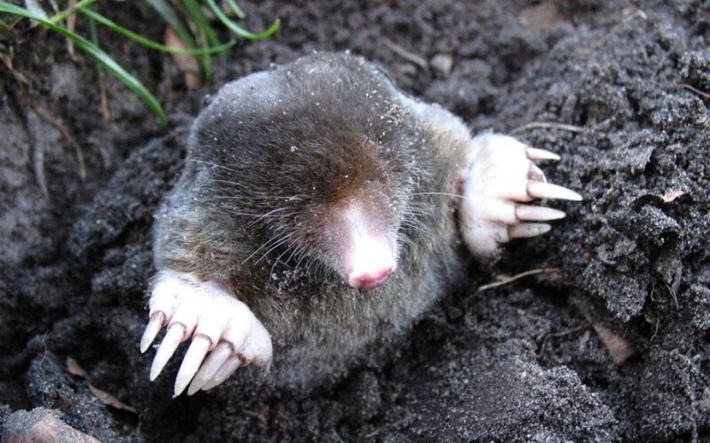 pamirštos cheminės medžiagos moliai ore