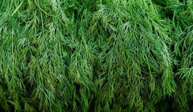 kvapus tankus sultingas krapas