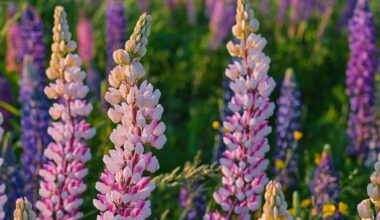 sodo parašo augalo pasirinkimas