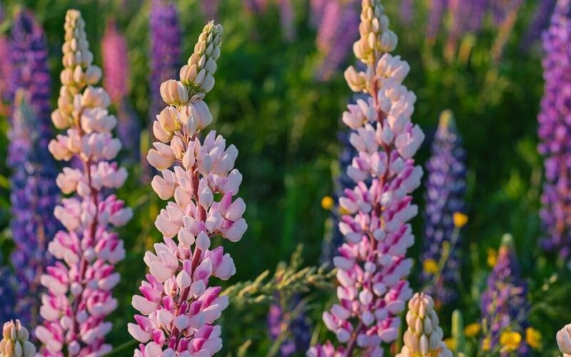 sodo parašo augalo pasirinkimas