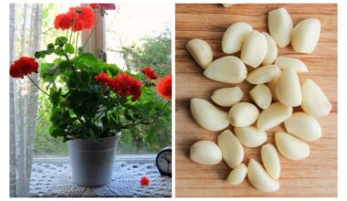 garlic jar shake fertilizer