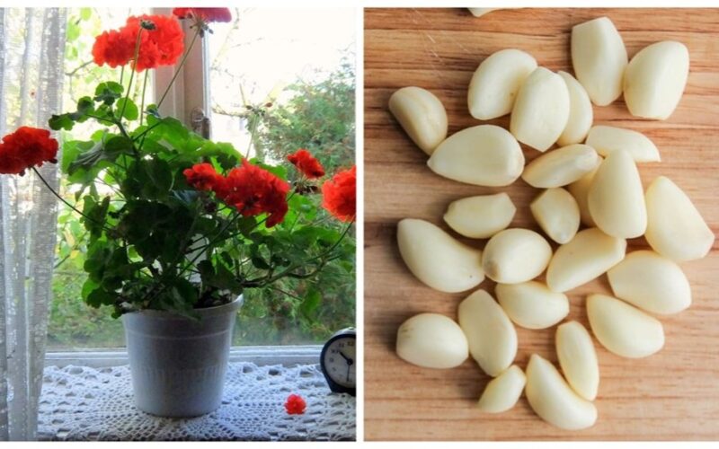 garlic jar shake fertilizer