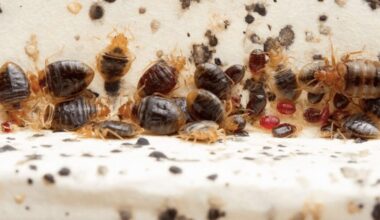 atsikratyti klaidžių (paklodinių utėlių)