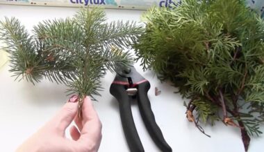 grafted park branch spruce