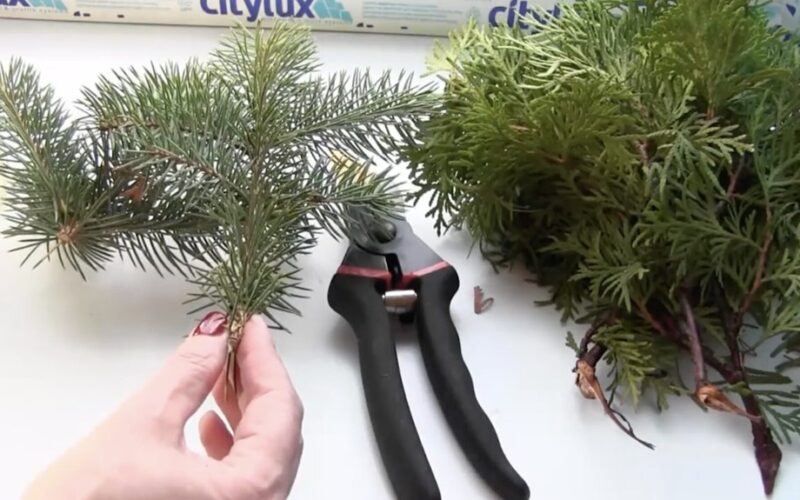 grafted park branch spruce