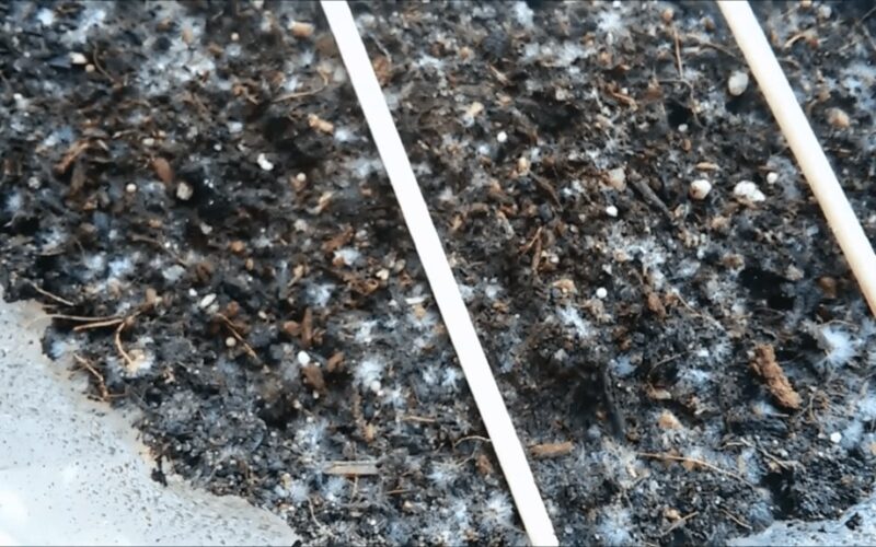 senelės natūralus pelėsio gydymas