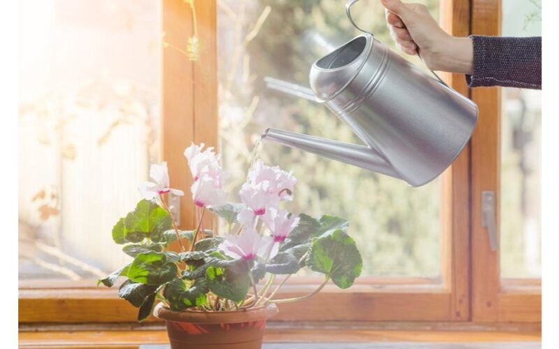 močiutės mažytė violetinė pabarstukas