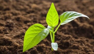 močiutės atšaldyta gumbavaisis triukas