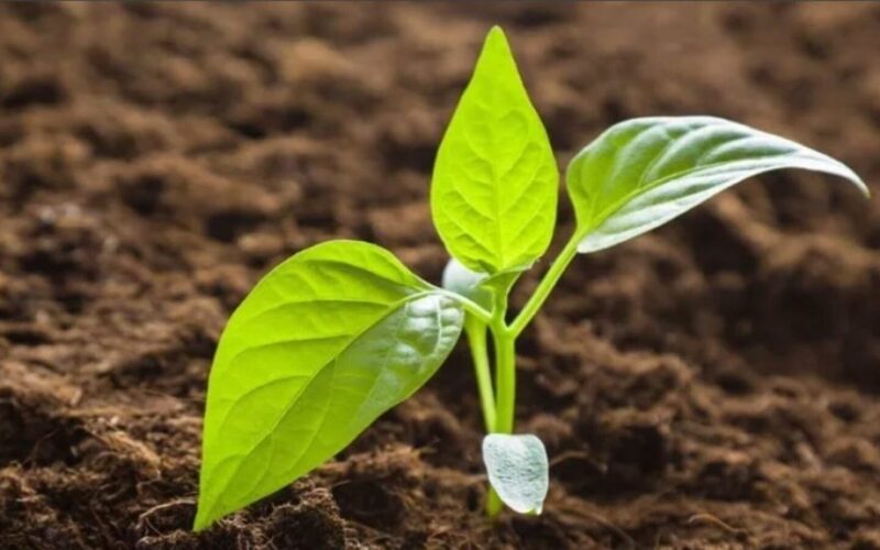 močiutės atšaldyta gumbavaisis triukas