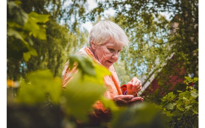 močiutės adata atgaivino sėklas