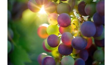 vynuogių veislės pradedantiesiems