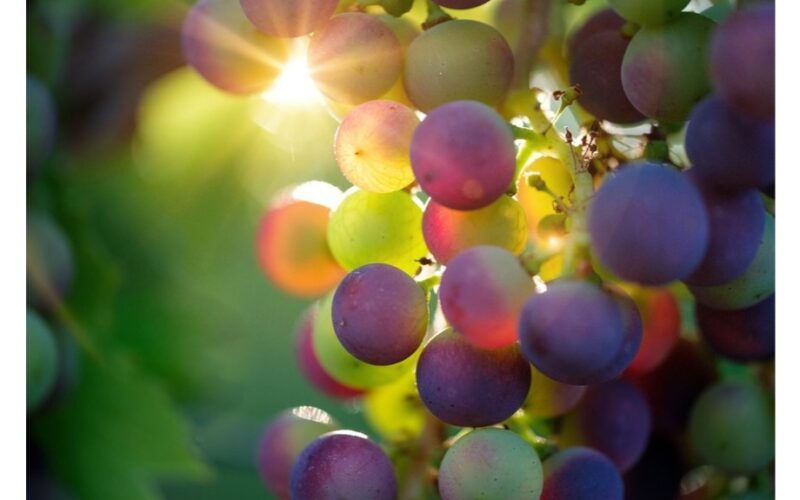 vynuogių veislės pradedantiesiems