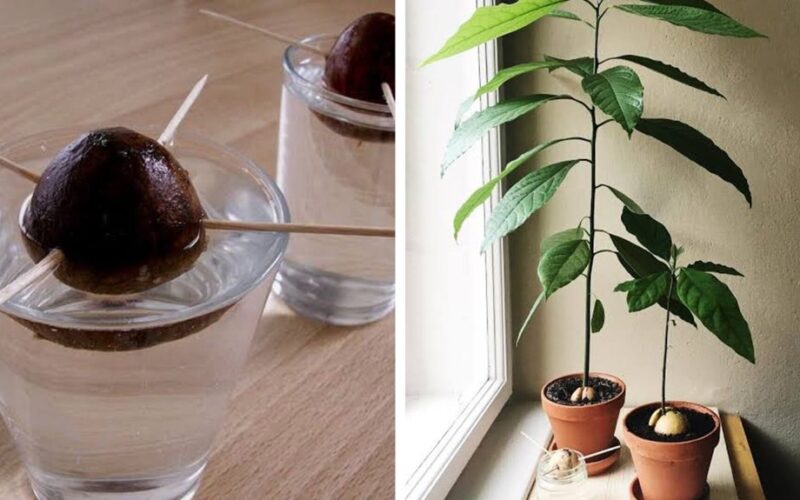 auginama rozmarinas avokadas figos