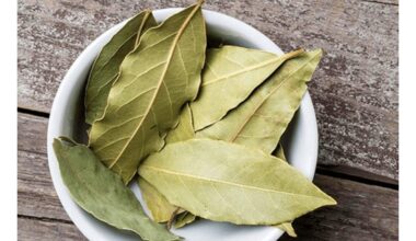 laurų auginimas patalpose įmanomas