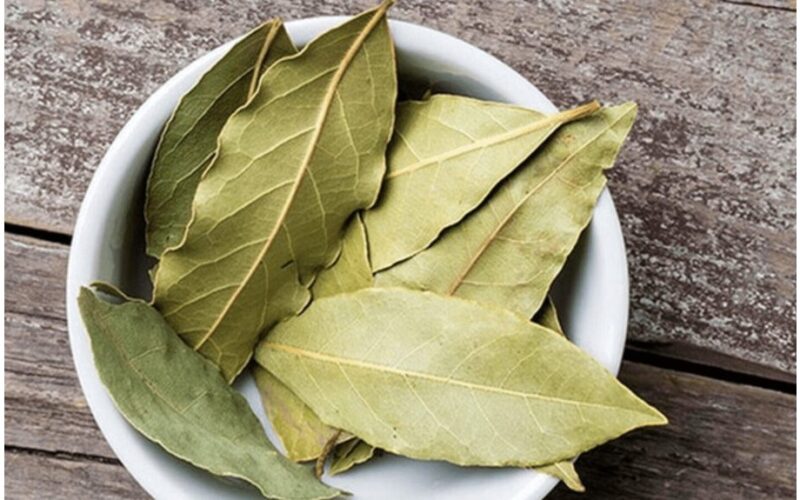 laurų auginimas patalpose įmanomas