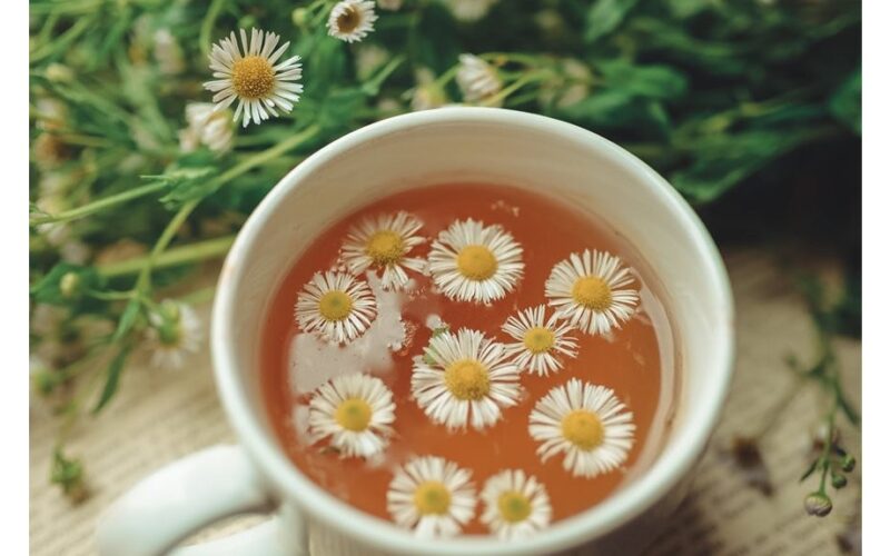 žaliuojantis ramunėlių auginimas iš arbatžolių maišelio