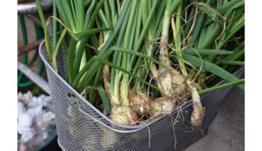 svogūnų auginimas po antklode