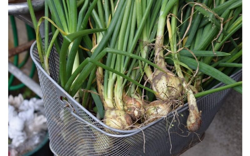 svogūnų auginimas po antklode