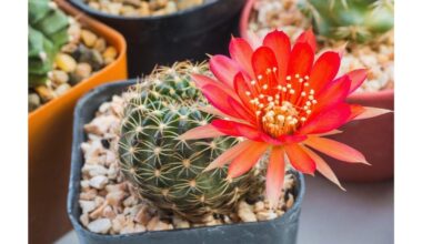 namų patarimai nužudija augalus