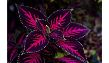 namų augalas, kuris atbaido muses