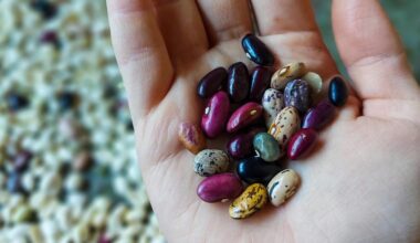 kaip rinkti daržovių sėklas