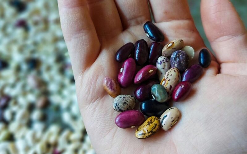 kaip rinkti daržovių sėklas