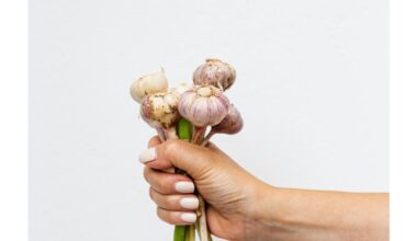 Aš neteisingai tręšiau česnaką