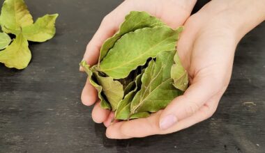 Aš sumaišau 4 lauro lapus su kepimo soda