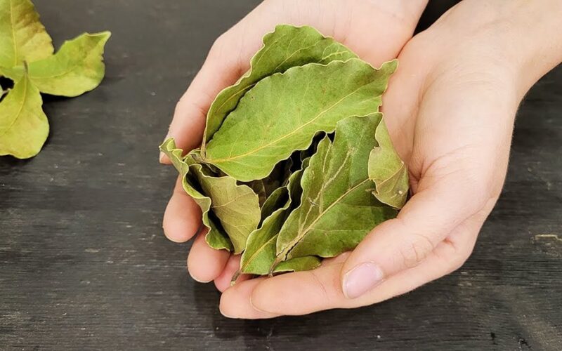 Aš sumaišau 4 lauro lapus su kepimo soda