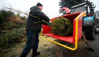 Aš niekada neišmetu kalėdinių eglučių
