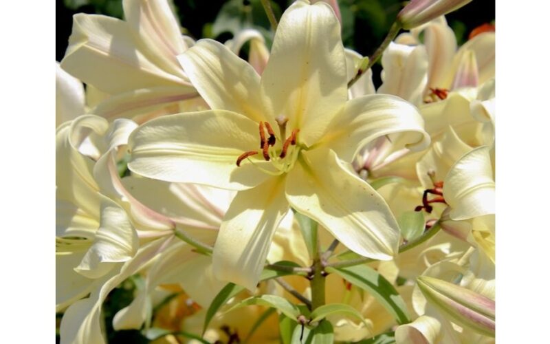 Aš sodinu lelijas iki sausio mėnesio