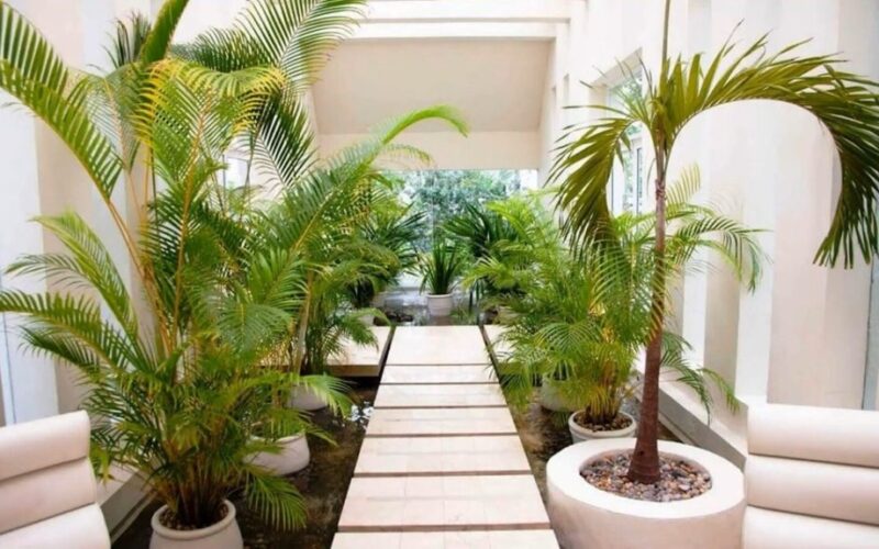 vidiniai palmės sukuria džiunglių nuotaiką